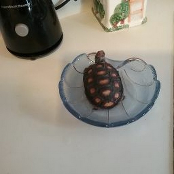 Meet your Posher, T - Picture 1 of 1